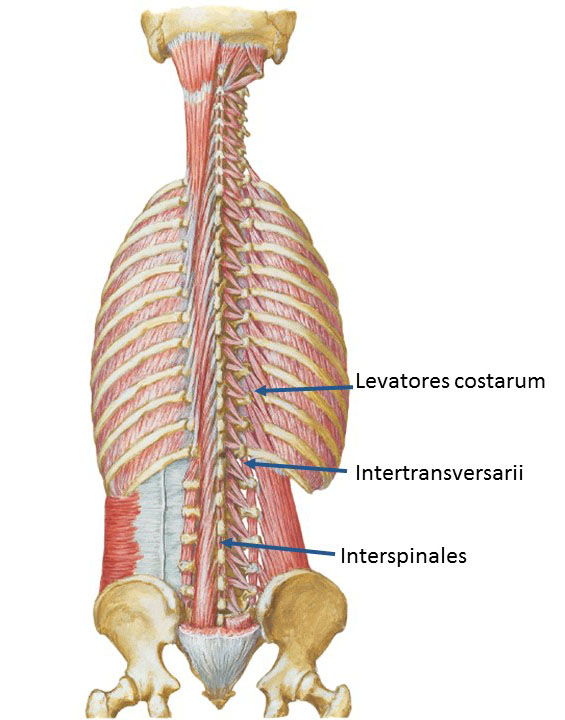 Costarum